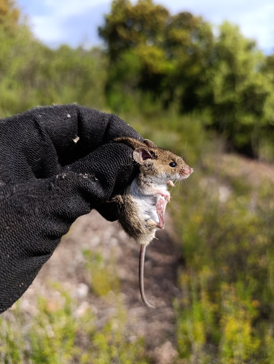 Xarxa de Parcs Naturals (@xarxadeparcs) on Twitter photo 🐭Seguiment de petits mamífers al #ParcSantLlorenç (primavera):
🌿Màquia de la Muntada: 37 ratolins de bosc i 1 de camp.
🌳Alzinar de Les Marines: 35 ratolins de bosc.
⬆️Augment després de 3-4 anys fluixos, però sense rastre de musaranya vulgar des de fa 4-5 anys.
ℹ️<a href="/SEMICE_/">Projecte SEMICE</a> 🐭Seguiment de petits mamífers al #ParcSantLlorenç (primavera):
🌿Màquia de la Muntada: 37 ratolins de bosc i 1 de camp.
🌳Alzinar de Les Marines: 35 ratolins de bosc.
⬆️Augment després de 3-4 anys fluixos, però sense rastre de musaranya vulgar des de fa 4-5 anys.
ℹ️<a href="/SEMICE_/">Projecte SEMICE</a>