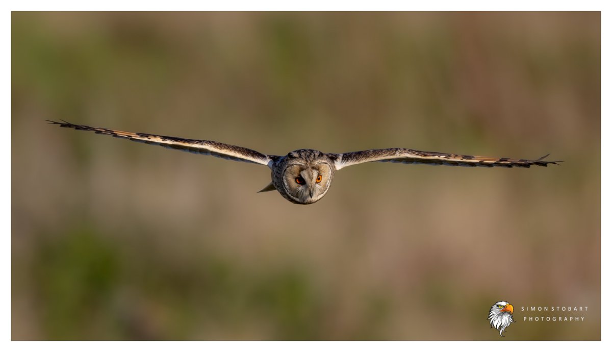 πππ’π€π£ ππ©π€πππ§π© π¦π¦π¦ (@sherburnsi) on Twitter photo The early bird gets the Long Eared Owl.
<a href="/teesbirds1/">teesbirds</a>
<a href="/teeswildlife/">Tees Wildlife</a>
<a href="/DurhamBirdClub/">Durham Bird Club</a>
<a href="/Natures_Voice/">RSPB</a>
<a href="/NatureUK/">NatureUK</a>
<a href="/WildlifeMag/">BBC Wildlife</a>
<a href="/BBCSpringwatch/">BBC Springwatch</a>
<a href="/NTBirdClub/">Northumberland & Tyneside Bird Club</a>
<a href="/UKNikon/">Nikon UK & Ireland</a>
#naturephotographyday #birds #wildlifephotography The early bird gets the Long Eared Owl.
<a href="/teesbirds1/">teesbirds</a>
<a href="/teeswildlife/">Tees Wildlife</a>
<a href="/DurhamBirdClub/">Durham Bird Club</a>
<a href="/Natures_Voice/">RSPB</a>
<a href="/NatureUK/">NatureUK</a>
<a href="/WildlifeMag/">BBC Wildlife</a>
<a href="/BBCSpringwatch/">BBC Springwatch</a>
<a href="/NTBirdClub/">Northumberland & Tyneside Bird Club</a>
<a href="/UKNikon/">Nikon UK & Ireland</a>
#naturephotographyday #birds #wildlifephotography