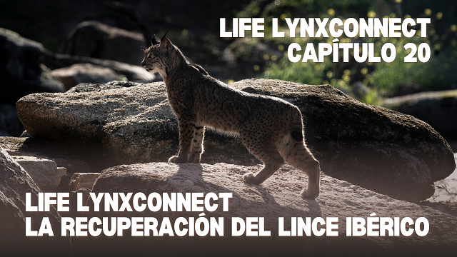 Capítulo 20  La Conservación del Lince Ibérico
En este capítulo especial hacemos un recorrido por la historia completa del lince ibérico, desde su origen hace millones de años hasta el  éxito actual gracias a los esfuerzos colectivos en su conservación.
youtube.com/@lifelynxconne…