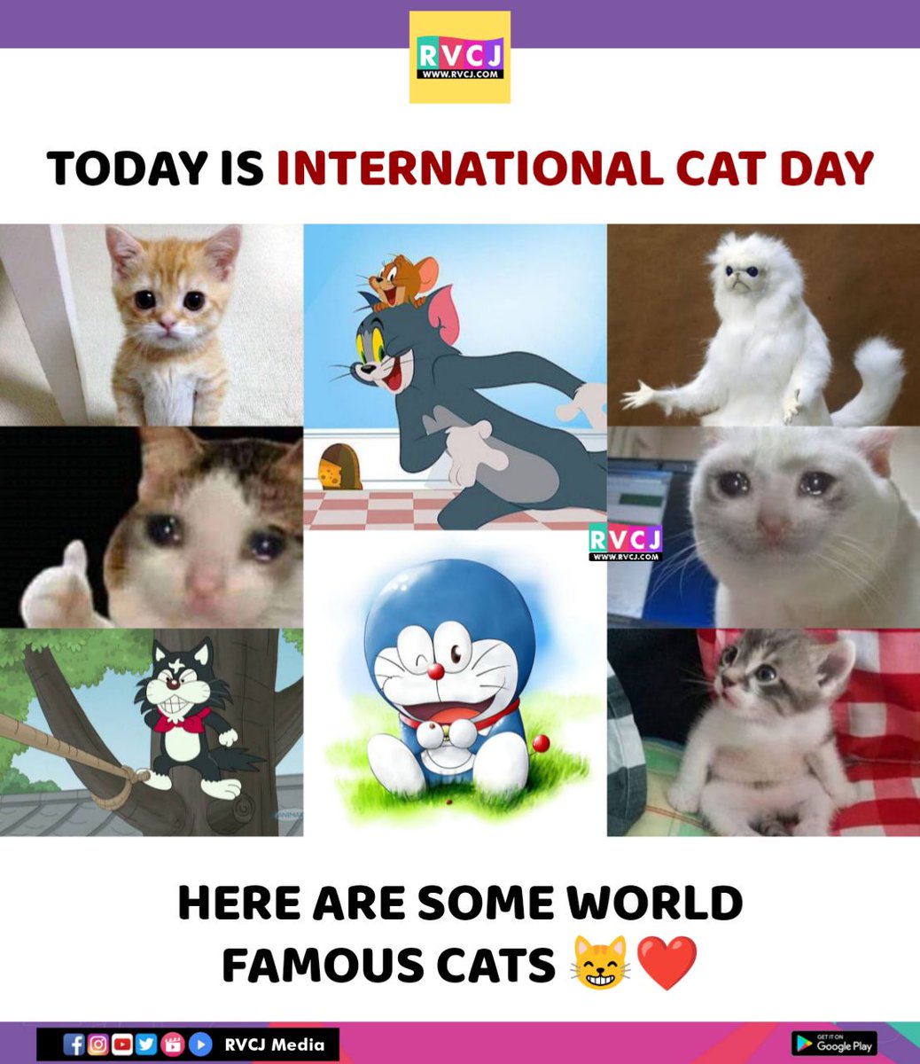 Which cat is your favourite.??