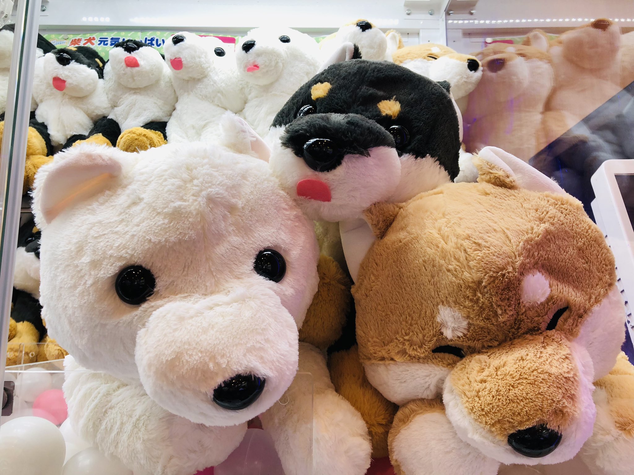 くったり柴犬 元気いっぱい くろりん JB ≪8月の新商品≫くったり柴犬元気いっぱい-NEW ITEM