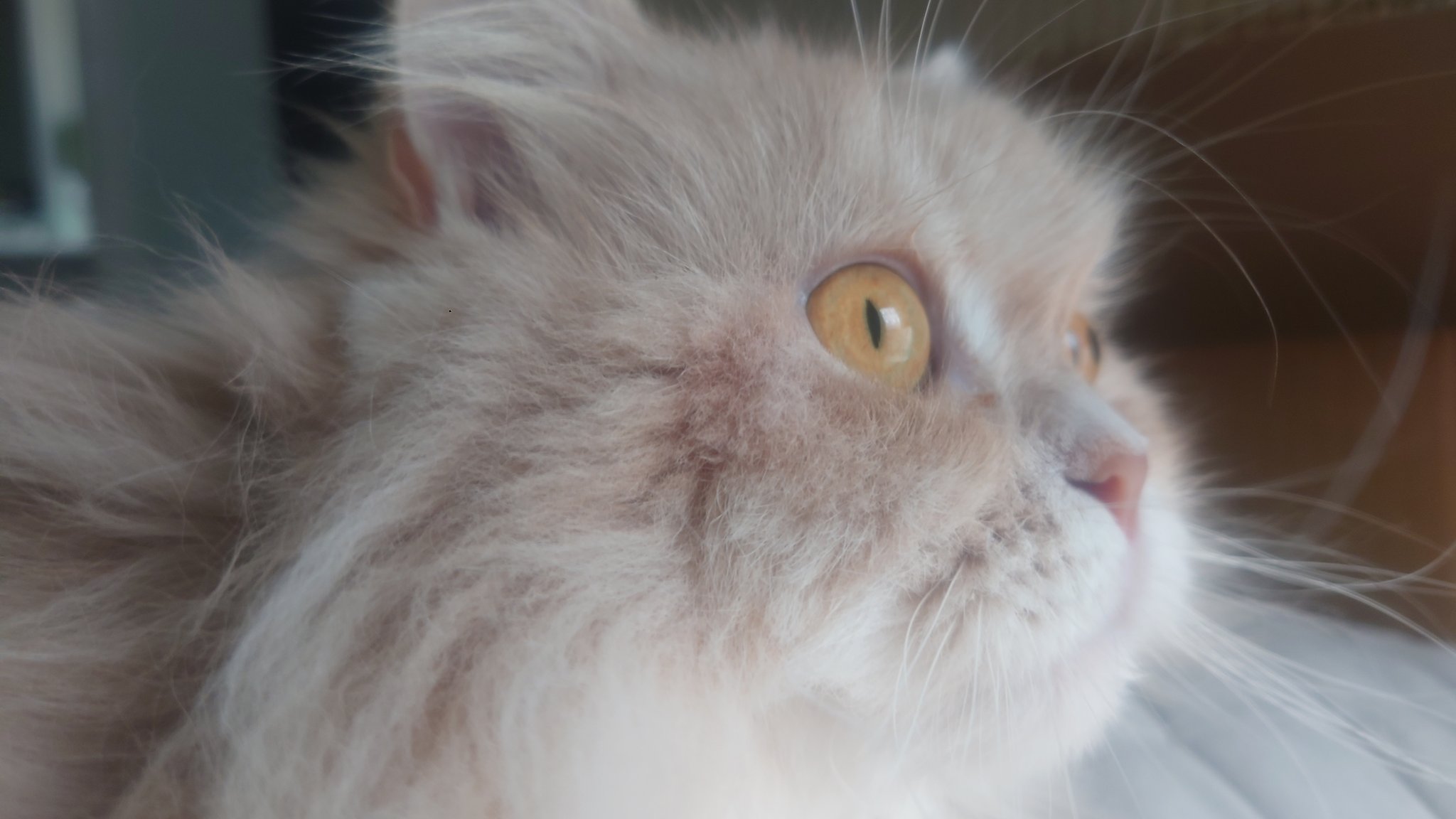 ねこりんご様40点 猫 首輪 「 赤リンゴ 」 かわいい りんご 鈴大きめ アップル
