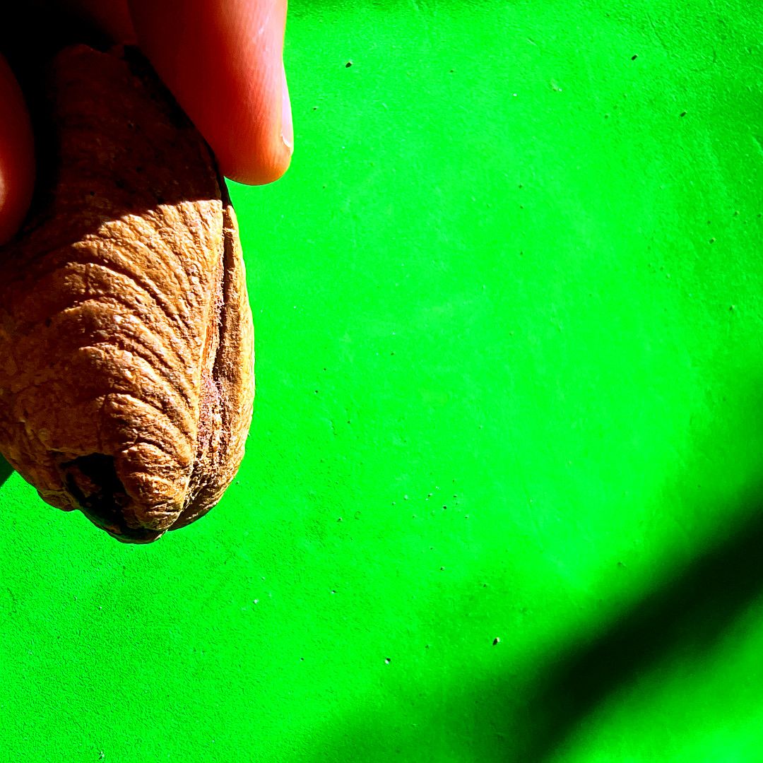 ABaucon's tweet image. Are you on Team Green or Team Blue? 🐚 Let us know in the comments! Show your support for the bivalve crew with a green avocado 🥑, or cheer for the gastropod squad with a blue heart 💙! Celebrate the wonders of fossil mollusks! 🐌
#gastropod #bivalve #fossil