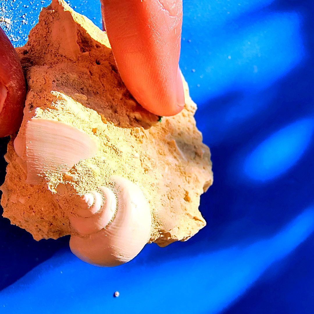 ABaucon's tweet image. Are you on Team Green or Team Blue? 🐚 Let us know in the comments! Show your support for the bivalve crew with a green avocado 🥑, or cheer for the gastropod squad with a blue heart 💙! Celebrate the wonders of fossil mollusks! 🐌
#gastropod #bivalve #fossil