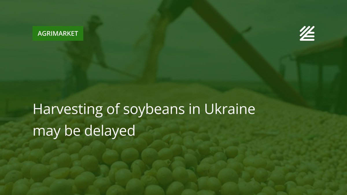🇺🇦 #Harvesting of #soybeans in #Ukraine may be delayed

The soybean market in Ukraine is facing growing uncertainty due to unfavorable weather conditions. 

Read more 👉 surl.li/njxdna