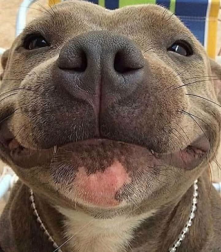 𝕏 Dogs tweet media