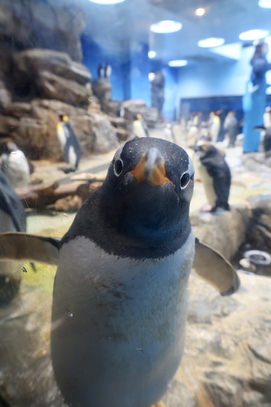 ペンギン剥製 2025年最新】Yahoo!オークション -ペンギン 剥製の中古品・新品