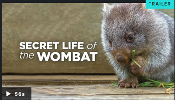 WomSAT's tweet photo. The Secret Life of the Wombat on #ABCiview features our friend, Marie Wynan. Down under in #Australia, hides a true underground legend - the #wombat. Ready to meet one of nature’s #endearing characters?  https://t.co/SGaGIHGSlQ #WombatWednesday. Image: screenshot #ABCiview https://t.co/JQaejXX2EF