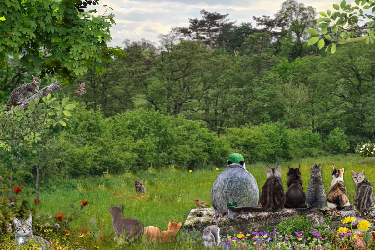 Hello #Hedgewatch!
Happy International Cat Day, a day dedicated to raising awareness about cat welfare &amp; encouraging people to be responsible cat owners. We’re so very special &amp; deserve the best. This also includes the Scottish wild Cats which are a critically endangered species.