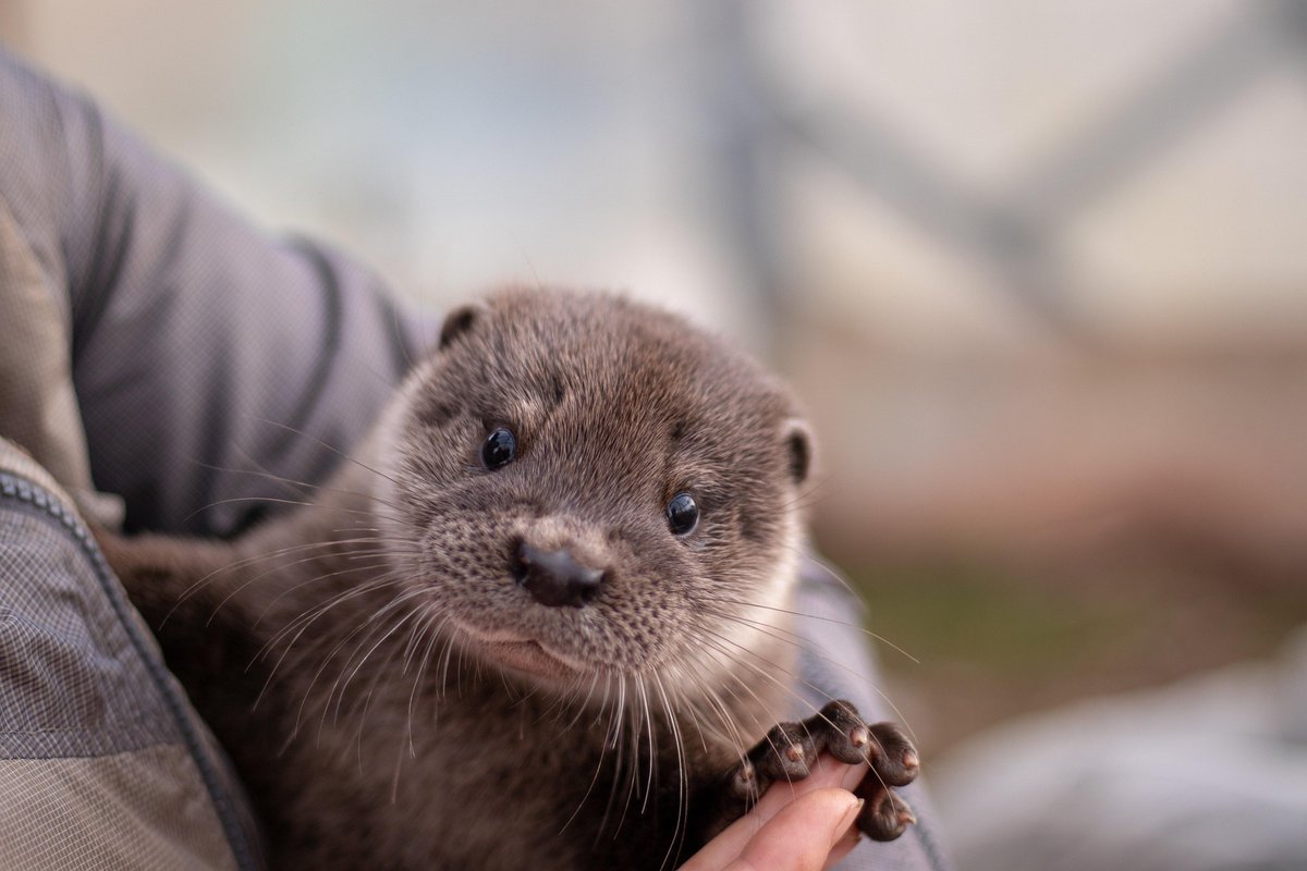 In_Otter_News2's tweet photo. This otter would like to wish you a happy Friday and congratulate you for (almost) completing the week. https://t.co/cUI1UH3dIq
