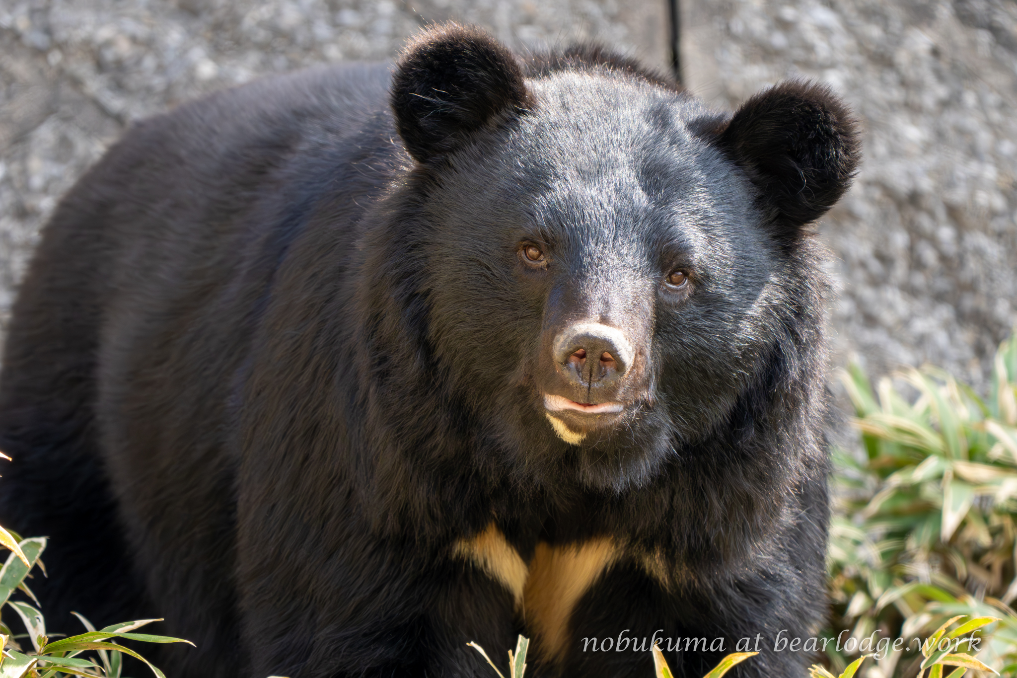 のぶクマ🐻羆と香辛料🐻C106 日曜日 東6 “ク”－37b on X