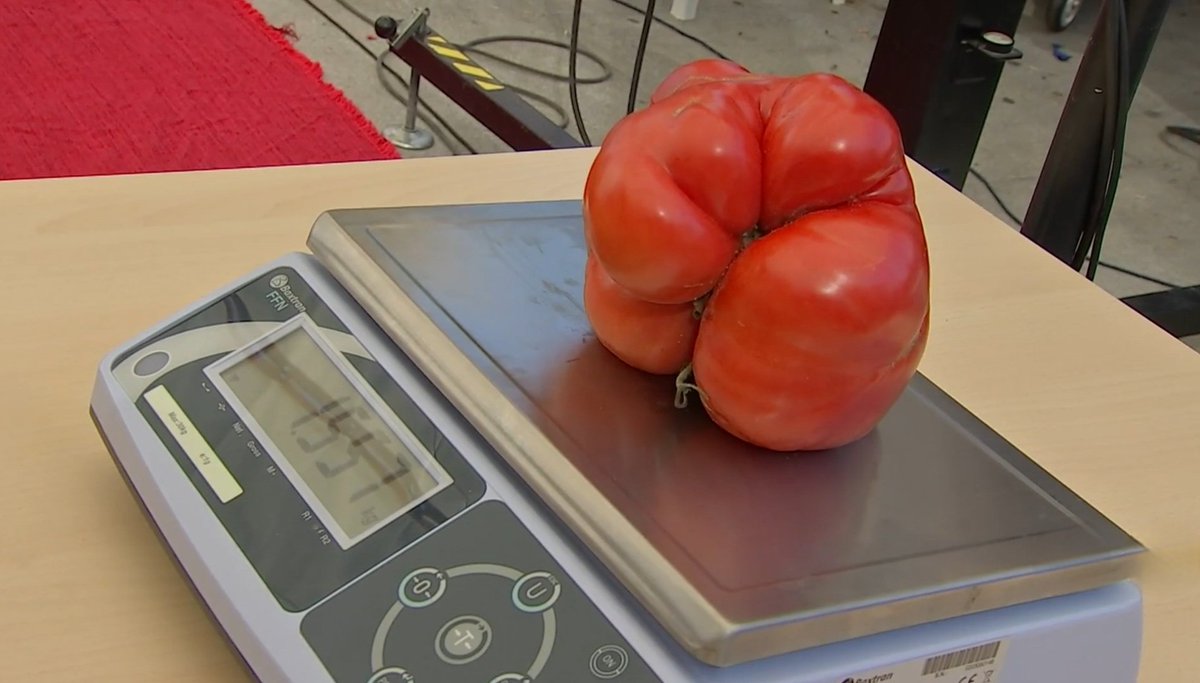 Sólo para campeones!!! 💪🍅
XL Concurso del Tomate de Miajadas 📻👇
canalextremadura.es/a-la-carta/el-…