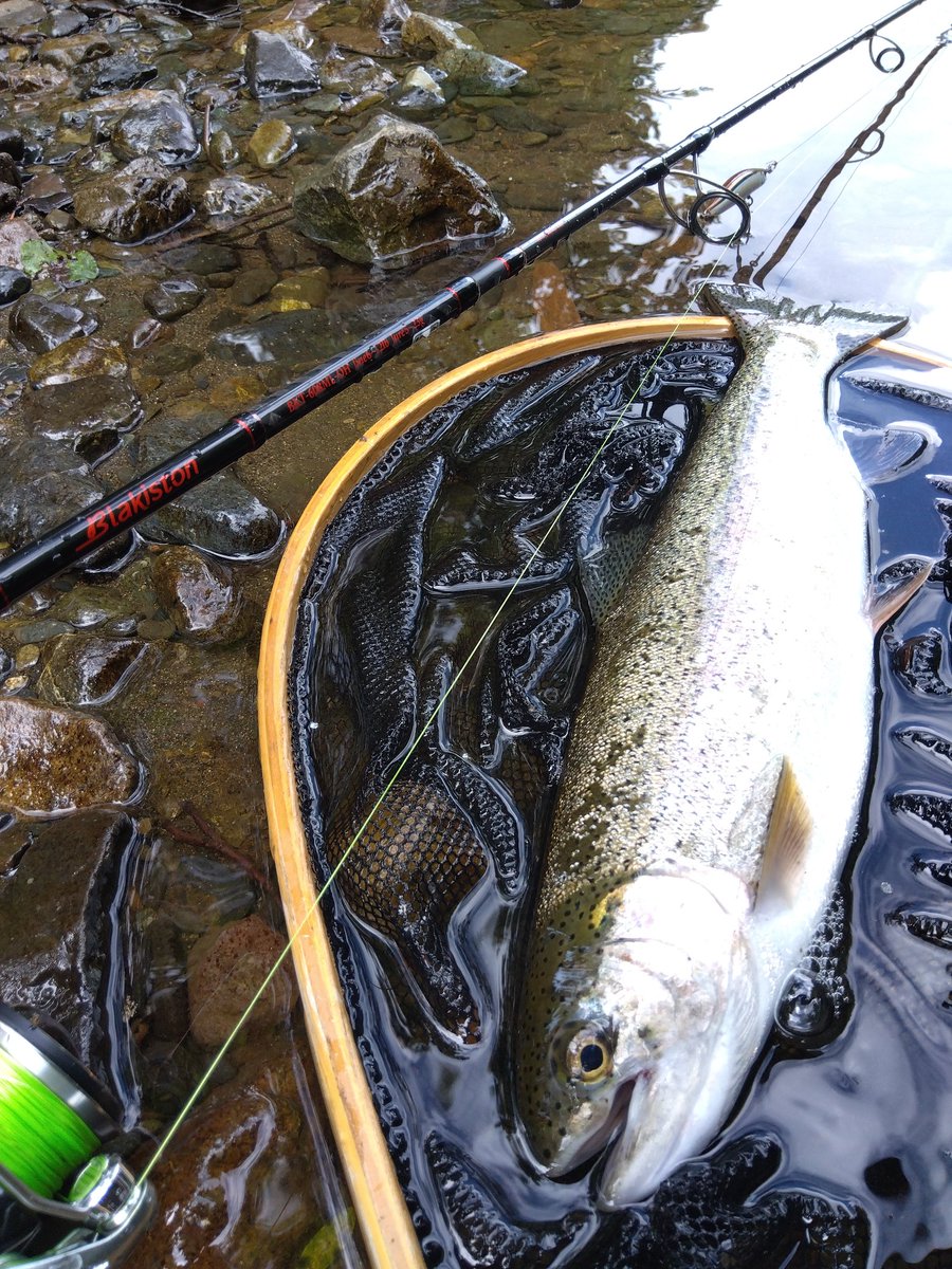 ⚠️ミヤ‼️天然マツモ５Lバケツ盛り⚠️翌日地域のみ⚠️ ⚠️ミヤ様専用‼️天然マツモ5Lバケツ盛り⚠️翌日地域のみ