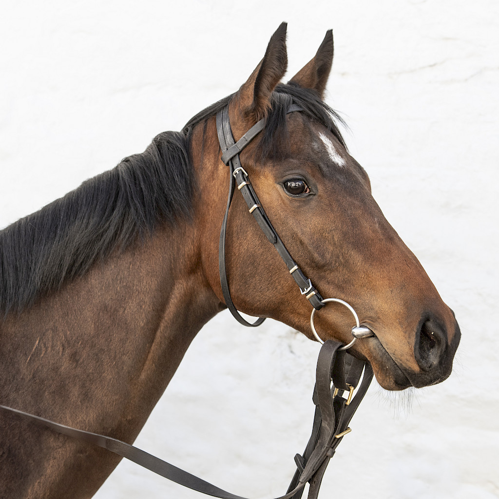 Three runners at <a href="/ThirskRaces/">Thirsk Racecourse</a> today. Good luck to connections of Sanbona, King's Crown, and Military Girl.