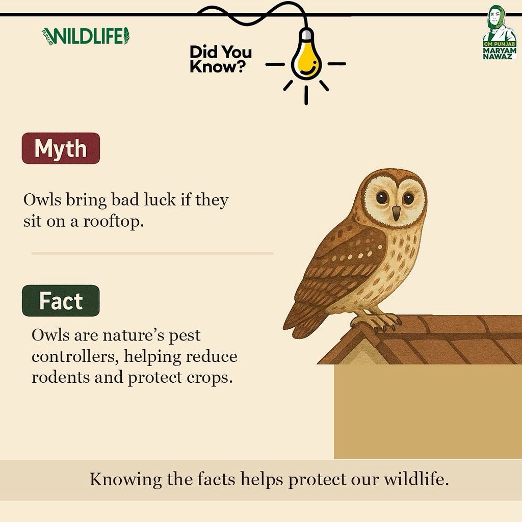 Punjabwildlife_'s tweet photo. Not a symbol of bad luck, but of knowledge, intuition, and ancient intelligence!

#intellegent #owl #badluck https://t.co/nZimIDqPpQ