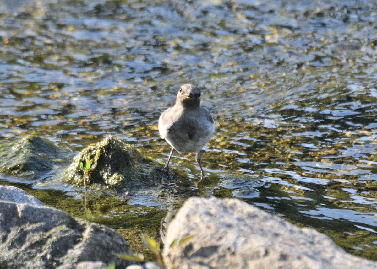 사진 정리하다 6월 산곡천에서 만난 할미새 유조. 
정말정말 초정면 눈마주침을 했었구나...ㅋㅋㅋㅋㅋ 
아이구 귀엽다