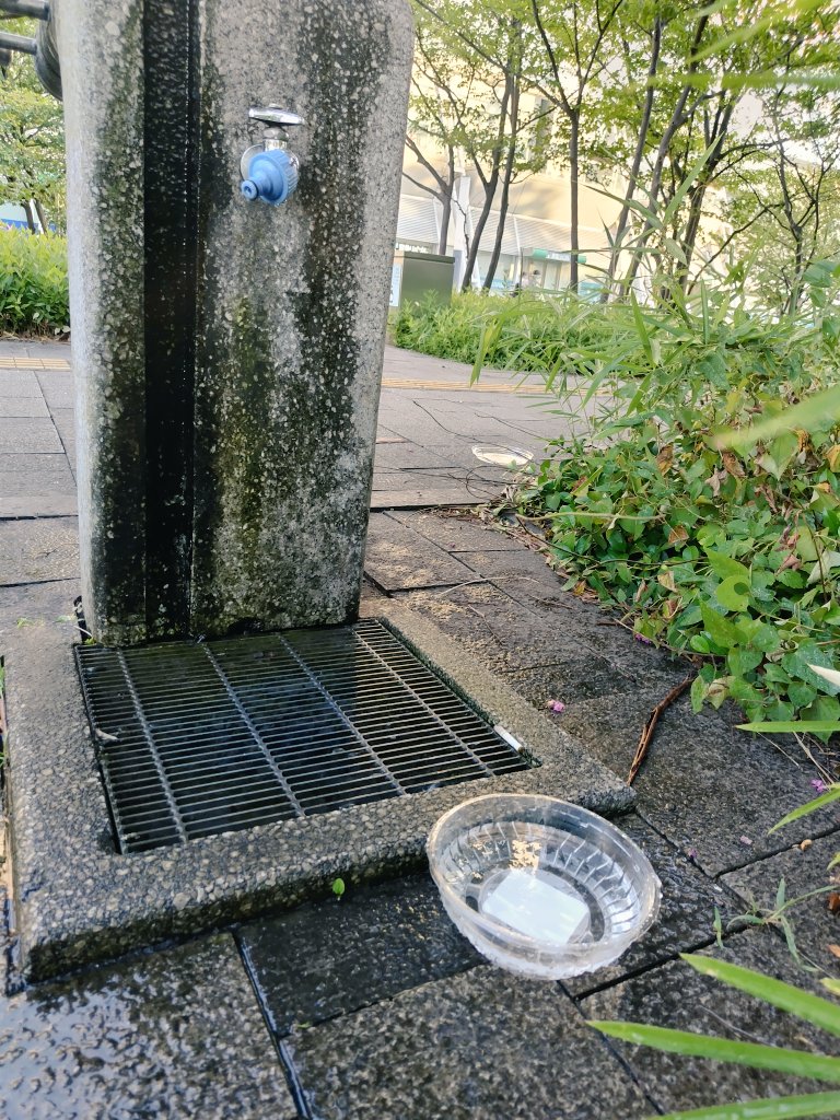 どなたかわからないけど、
水分補給できるようにしてくれてる🐦️🐥
ありがとう😌❣️優しい人
ちょうどハチさんも飲みにきた！
虫にいっぱい刺されて痒いよー😵‍💫