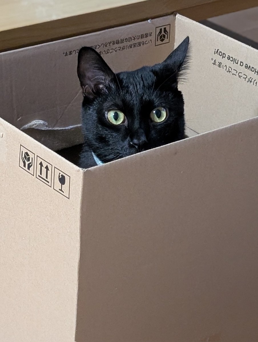 お礼になるかは分かりませんが、現在の描い猫です！

収益が確定次第、うちの子にご褒美と元々保護猫なので保護団体様への支援にも使いたいと考えております。