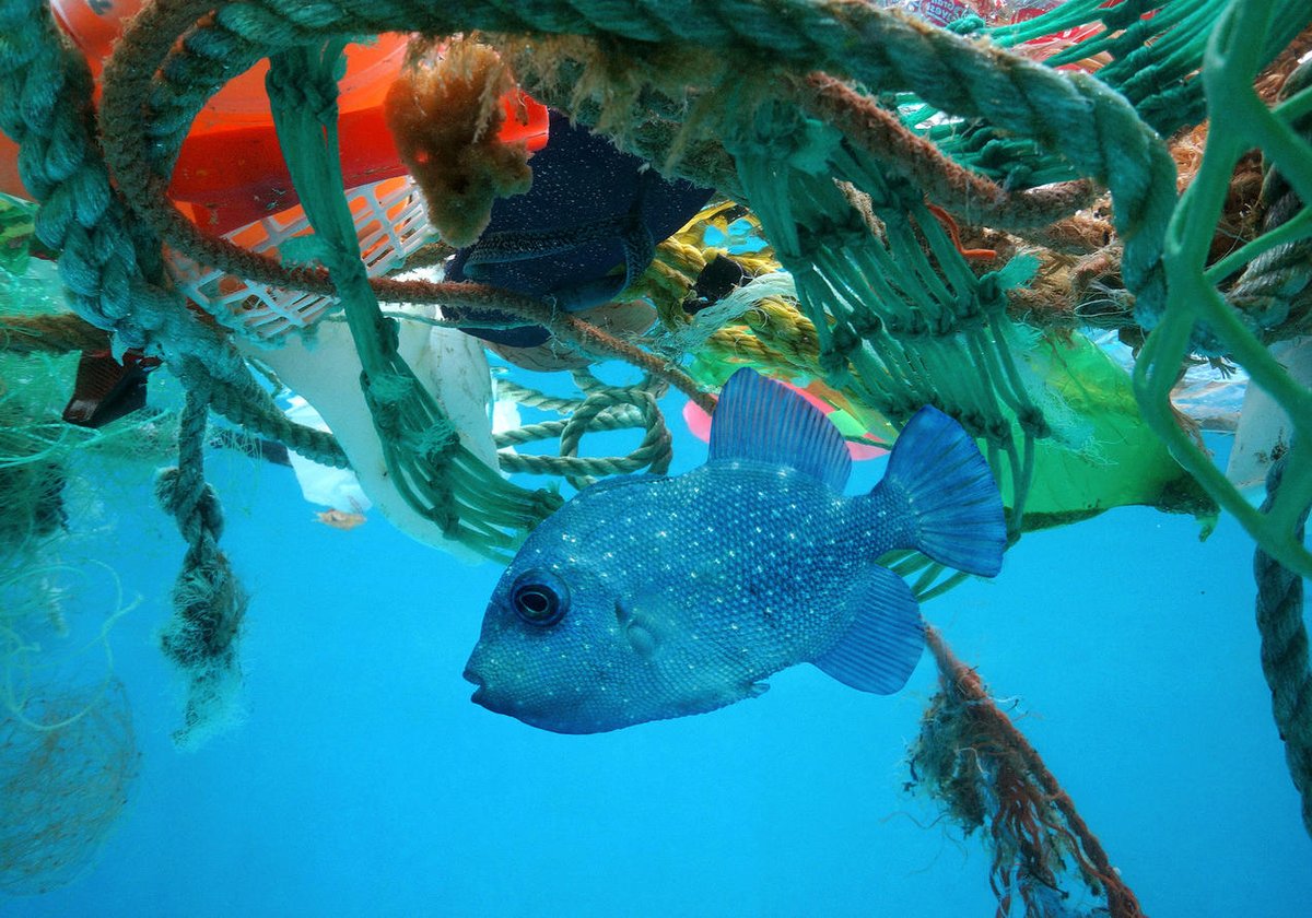 MyBeauDes's tweet photo. How can they survive? Too much garbage in our oceans. Fish have no idea.
#mbdtravel #travelinspiration #nature #notoplastics #oceanpollution https://t.co/p2yXBCxtd5