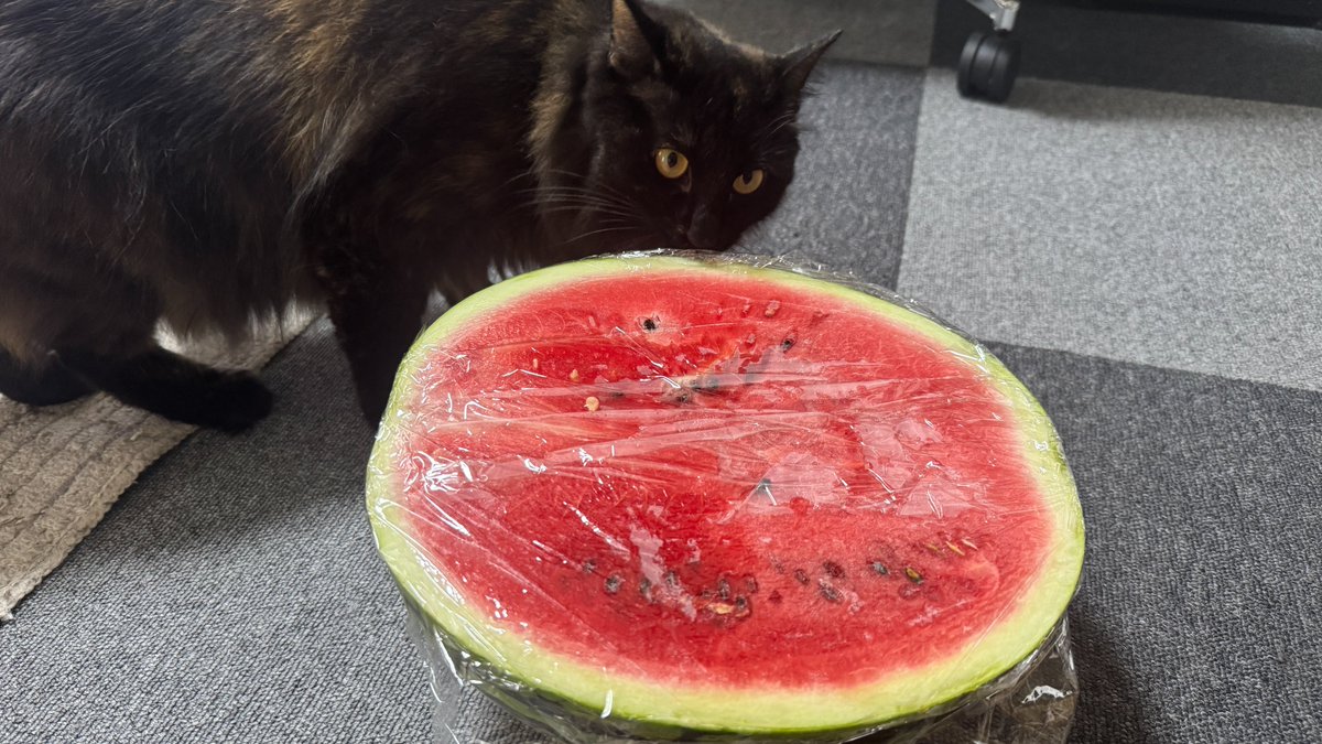 お疲れ様です！
写真は後輩ｻﾝからのいただきものの八色スイカです！
毎年新潟まで買いに行っているそうで今回買ってきていただいたものです。
写真だと分かりづらいかもですが...で、でかい...！🤩
そしてどこ食べても甘い！いやー感謝感謝🤤
#企業公式がお疲れ様を言い合う
