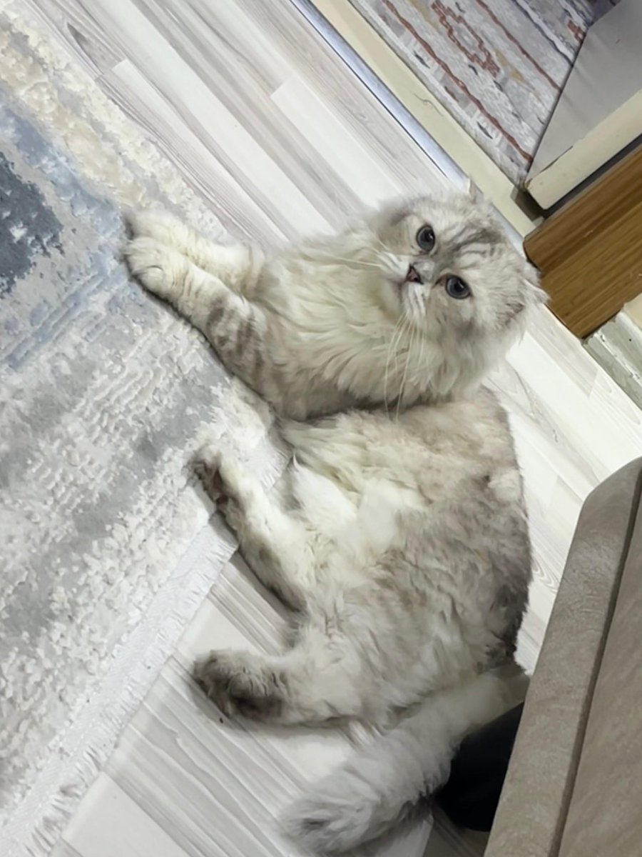 Ne kadar güzelleşti geçici yuvasında🥹 Sahiplenmek isteyen kişiye iki gündür ulaşamıyorum. Hala bir yuvası yok lütfen bu cana huzurlu yuvasını bulalım. Travması olduğunun bilincinde olarak sahiplenicek ve kedi bakımından anlayan kişiler yazsın lütfen‼️ İstanbul/Avcılar