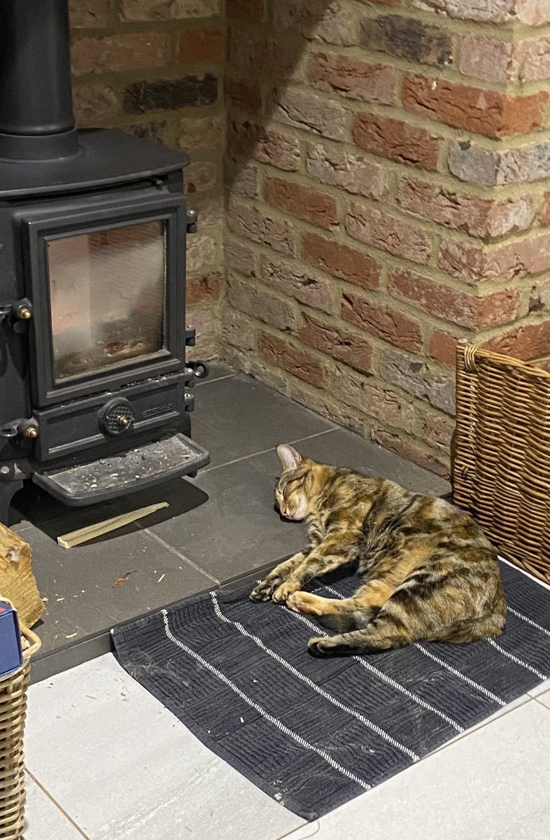 Apparently, it’s #InternationalCatDay!! 🐈‍⬛ 🐈 

Hold my beer 🥰

Here’s to all the cats!! 
It’s their world, we just happen to live in it!! ❤️