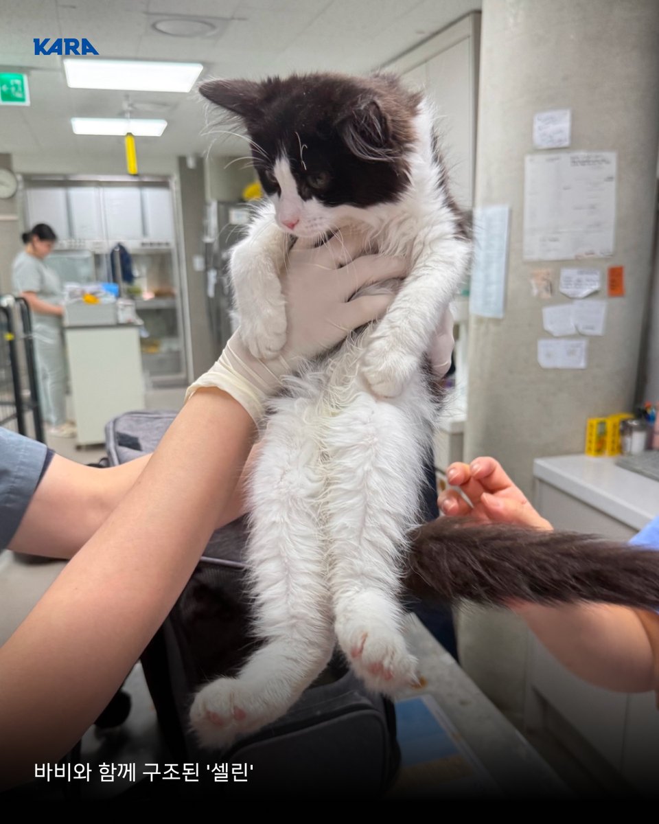 📢부천 A씨 마약 혐의로 구속되면서 모친 집에 남아 있던 고양이들 전원 구조!

고양이를 연속으로 입양하고 학대한 혐의로 카라에서 대응 중인 A씨가 구속되면서, 모친에게 넘겨진 고양이 2마리가 더 남아 있음이 확인되었습니다.

카라는 A씨 모친에게 고양이 구조의 필요성을 설득했습니다. A씨