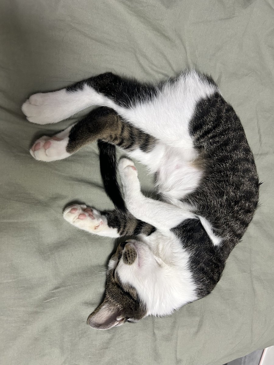 michael_ff14fra's tweet photo. #世界猫の日
愛すべき娘達。もうこの世にいないなんて未だに信じられないしずっと愛してるよ
49日が過ぎた頃現れた新しい弟のことも見守ってくれてるだろうか https://t.co/0NhXZkKp4C
