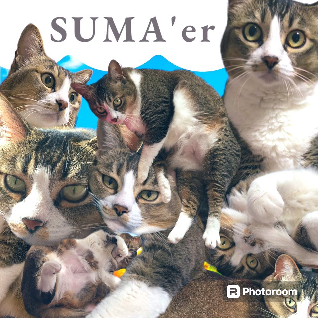 michael_ff14fra's tweet photo. #世界猫の日
愛すべき娘達。もうこの世にいないなんて未だに信じられないしずっと愛してるよ
49日が過ぎた頃現れた新しい弟のことも見守ってくれてるだろうか https://t.co/0NhXZkKp4C