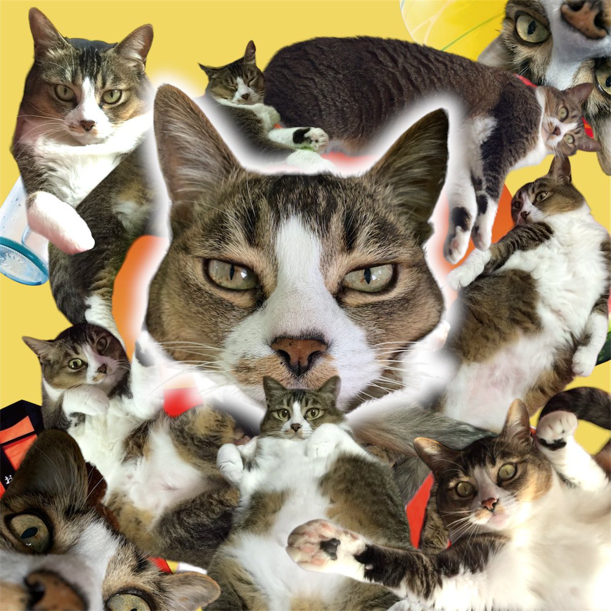 michael_ff14fra's tweet photo. #世界猫の日
愛すべき娘達。もうこの世にいないなんて未だに信じられないしずっと愛してるよ
49日が過ぎた頃現れた新しい弟のことも見守ってくれてるだろうか https://t.co/0NhXZkKp4C
