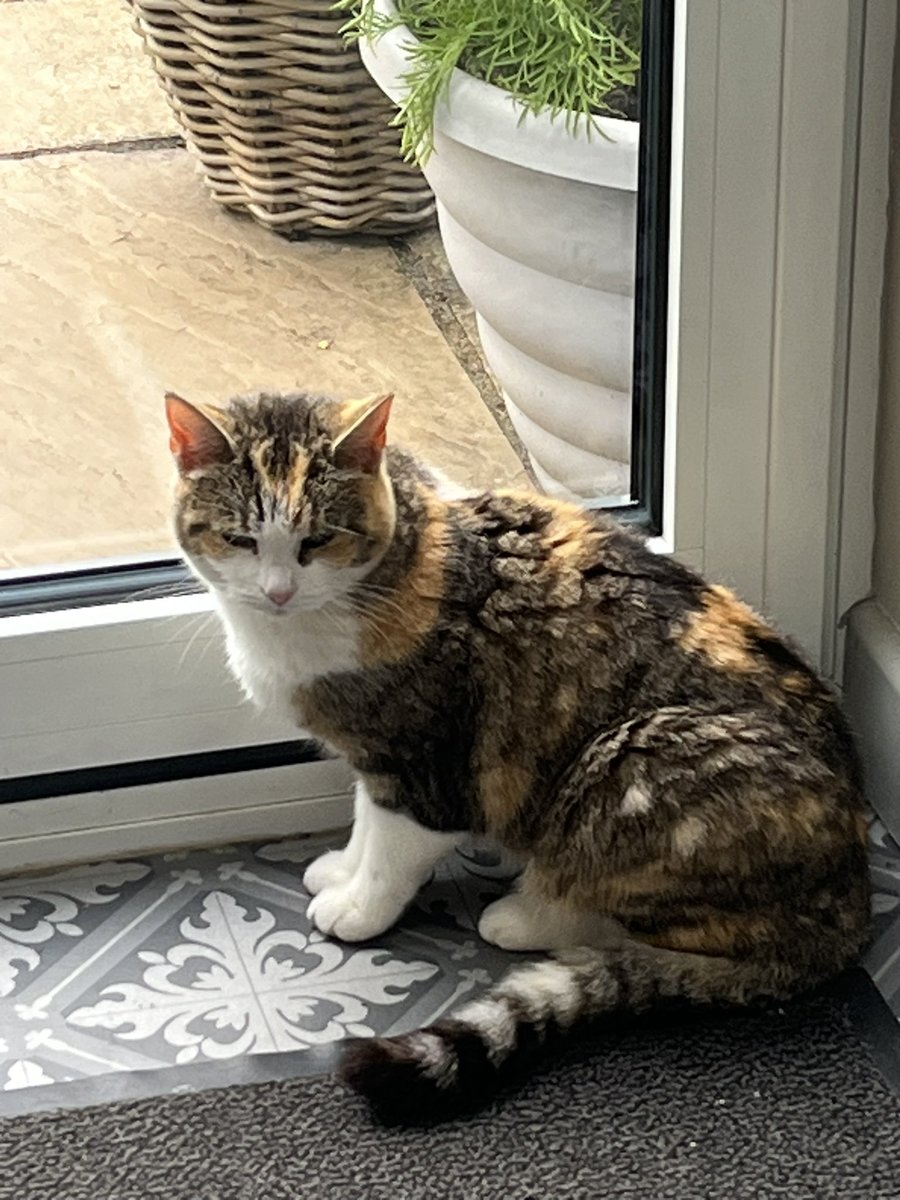 Violet: Friends, please send help. I know (because my cat flap is locked) that I am going to the V-E-T.  🙀🙀 In half an hour, the game of ‘catch me if you can’ will start - I have already been removed from the back of the bath… Let the games commence! ⚔️ 🥊 😾