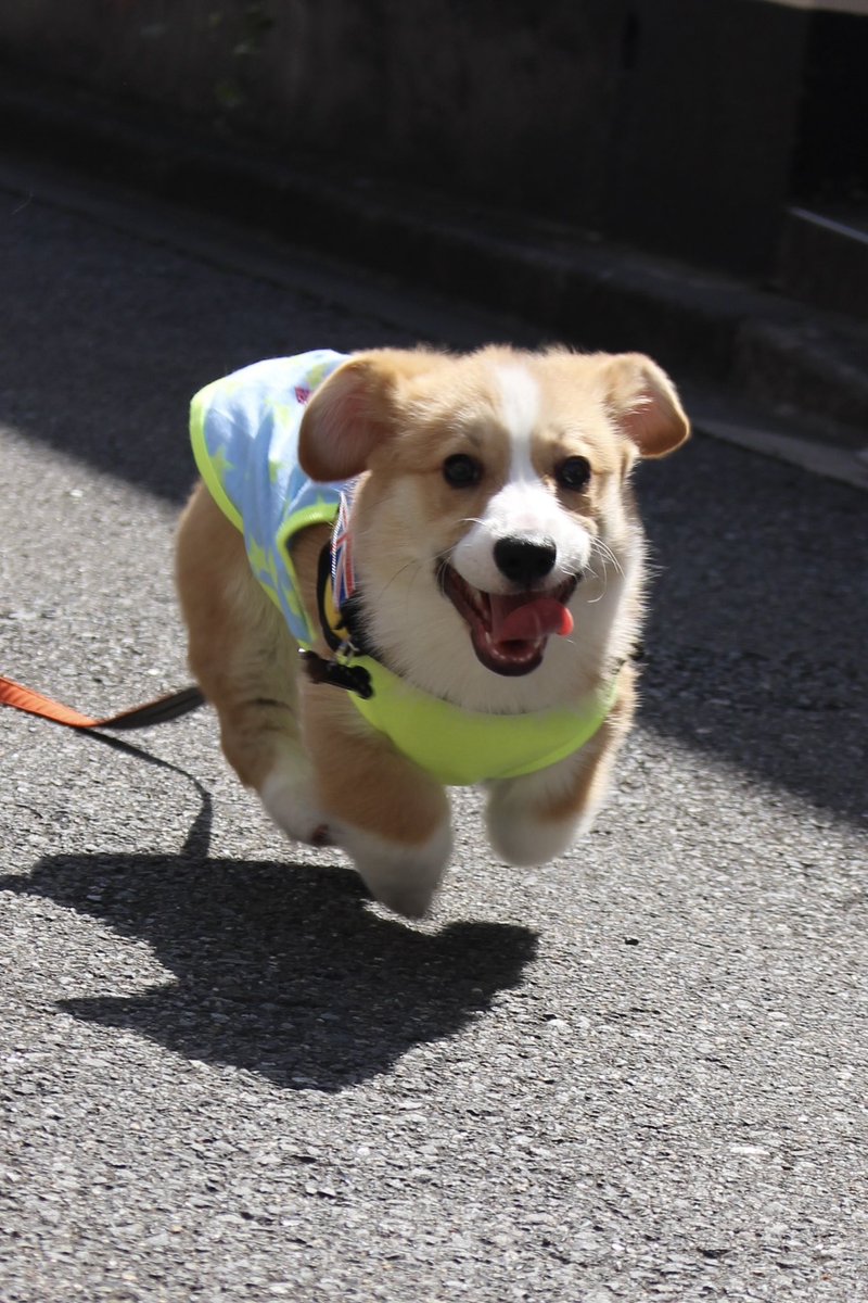 fuuta_corgi's tweet photo. 名前🐶：風太

お散歩デビューで、嬉しそうに飛び跳ねて走っていましたが、今も楽しそうに走る風太です。

＃うちのコギビフォーアフター
＃コギスタ49応援隊
＃応募用 https://t.co/VInquXX0VR