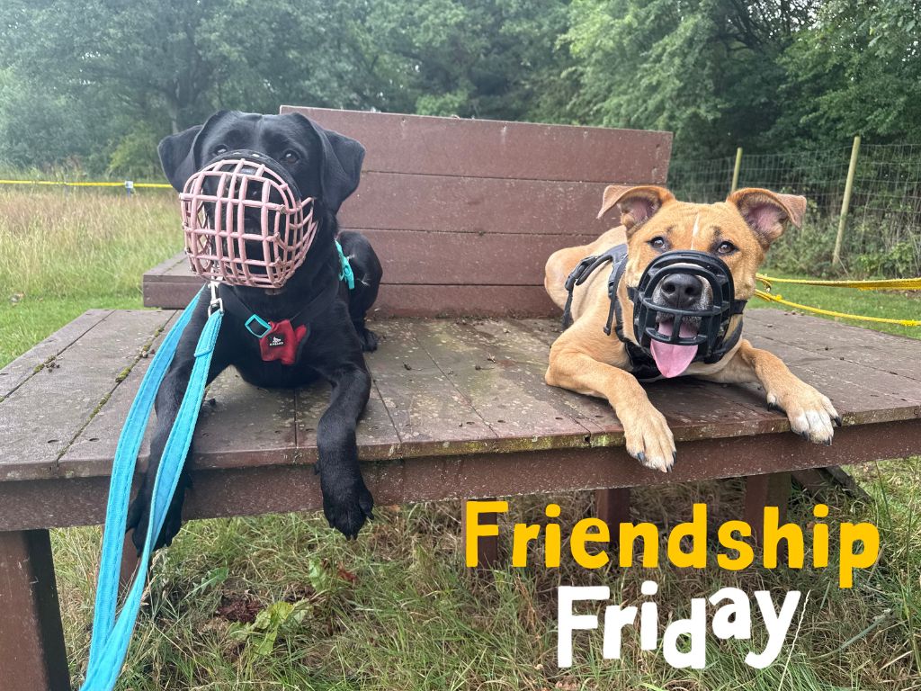 DT_Kenilworth's tweet photo. Just two girlies finding a new bestie. 💛🐾 

Bella Boo has been helping out Dior with her socialisation and look at what amazing friends they've become! 🐶

#RescueDog #Labrador #Crossbreed #MastiffCross #StaffyCross #LabradorCross #INeedAHome #AdoptMe https://t.co/EX2OhwJVa9