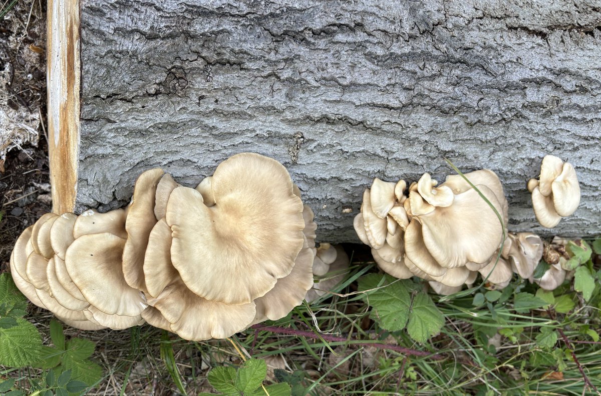 Oyster Mushrooms on a fallen tree trunk in Wandlebury, Cambridgeshire
#MushroomMonday #FungiFriends #FungiFriday #OysterMushrooms 🍄