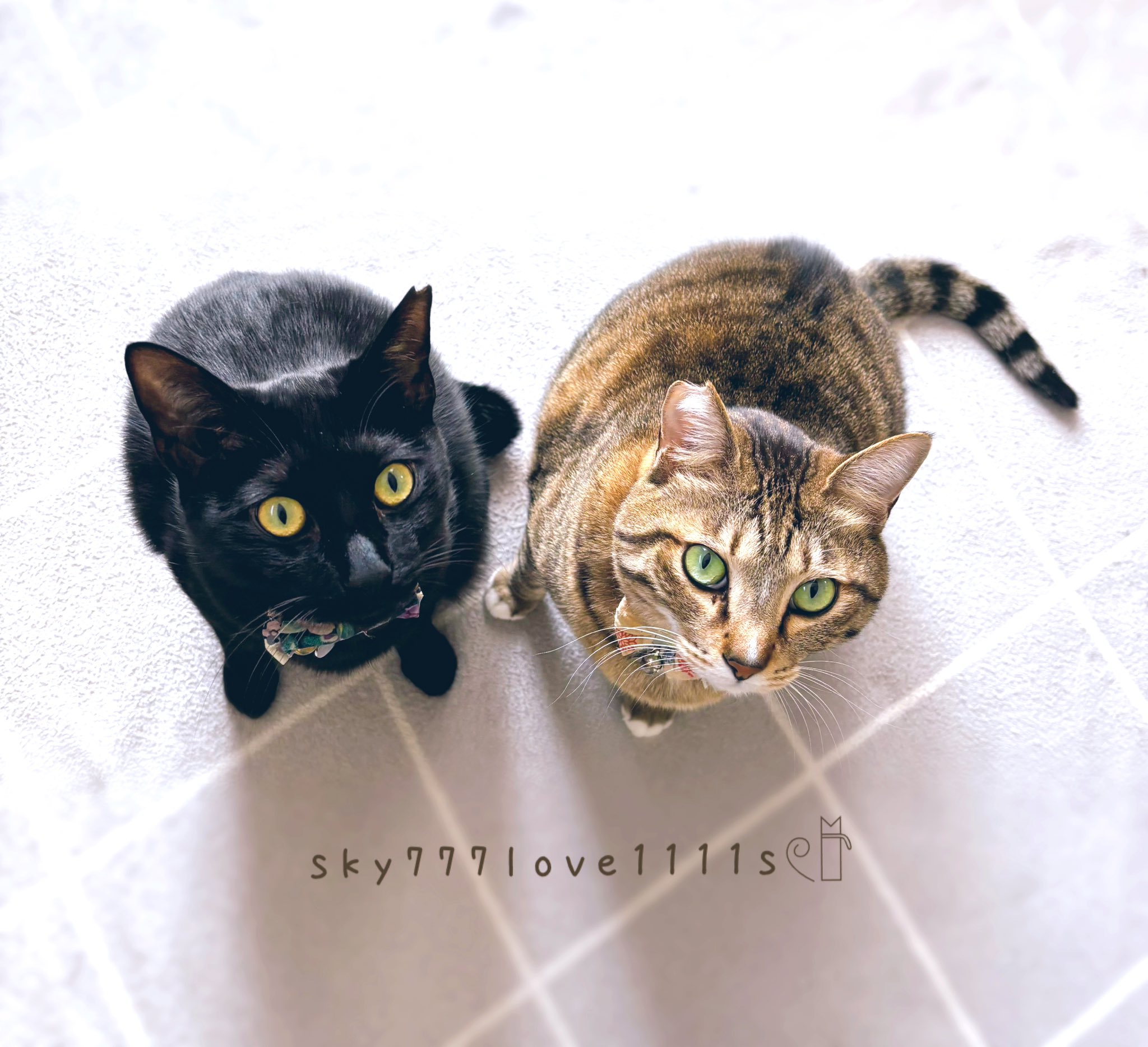 なにねこ 𓇬𓂂 𝚂𝚊𝚔𝚞𝚛𝚊 𓂂𓏲𐄢🦋 on X: 