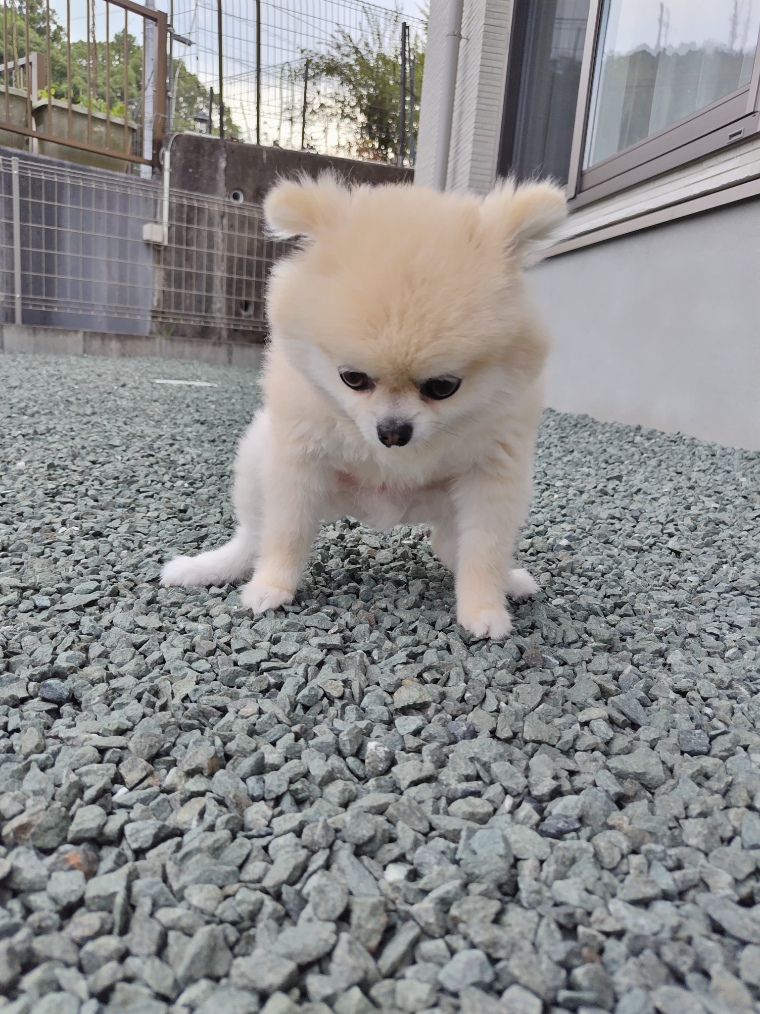 毒チワワ 毒チワワ - yozba