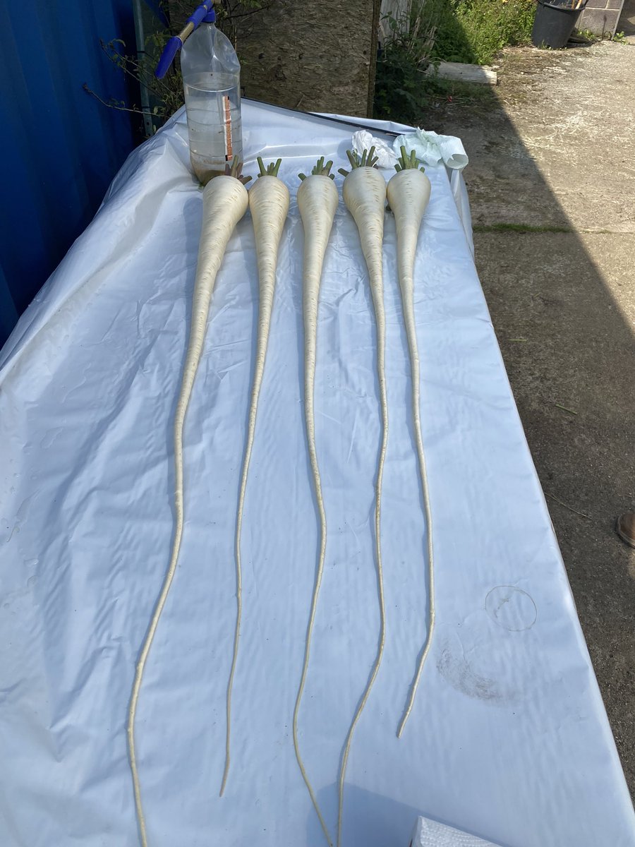 Daesy55676957's tweet image. #diplomaskandalı turpun uzunlari heybede😹😹