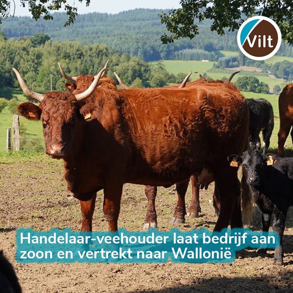 Handelaar-veehouder laat bedrijf aan zoon en vertrekt naar Wallonië
Un marchand de bestiaux  et éleveur cède son exploitation à son fils et part s'installer en Wallonie
Lees verder op vilt.be:
vilt.be/nl/nieuws/hand…