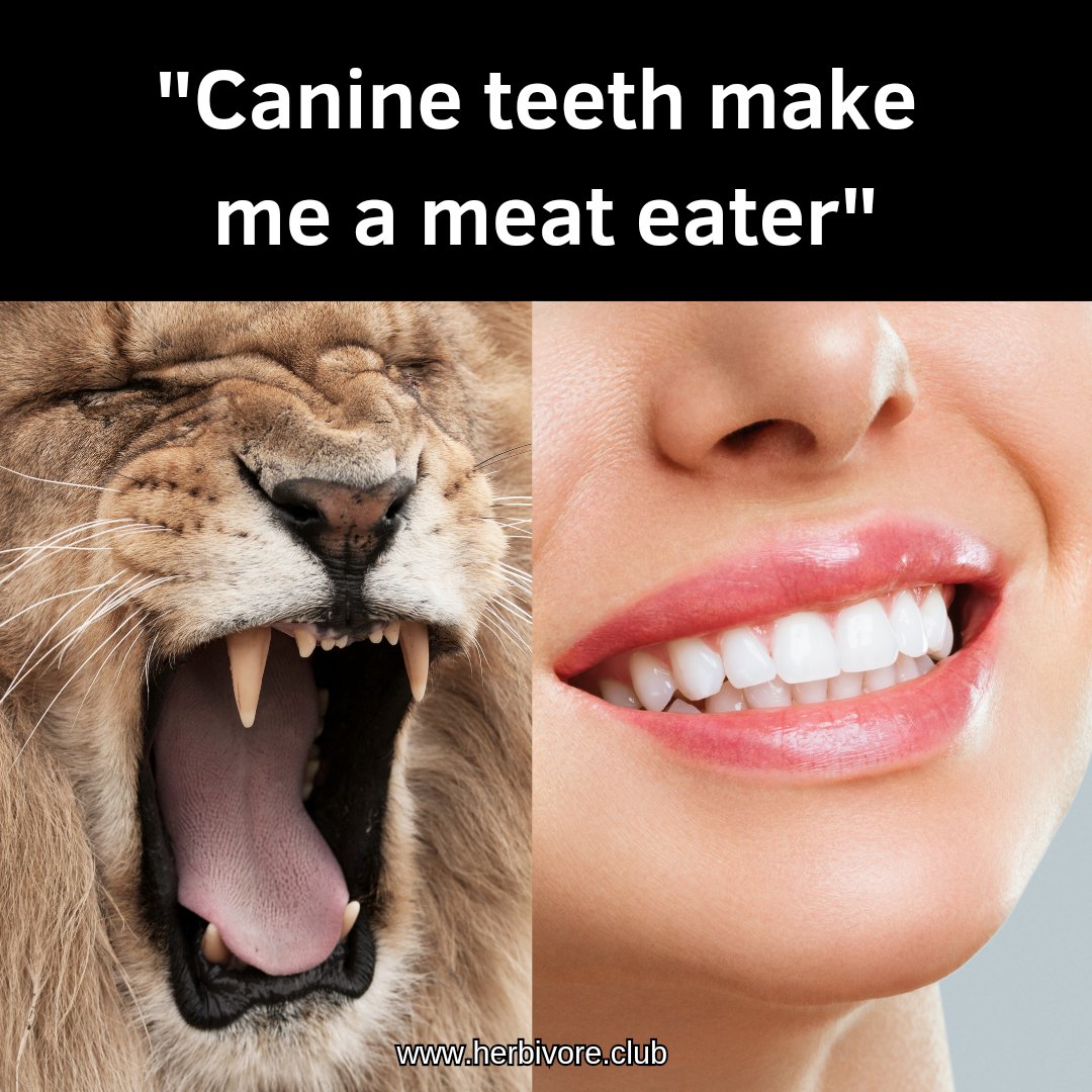 Spot the difference 🦁