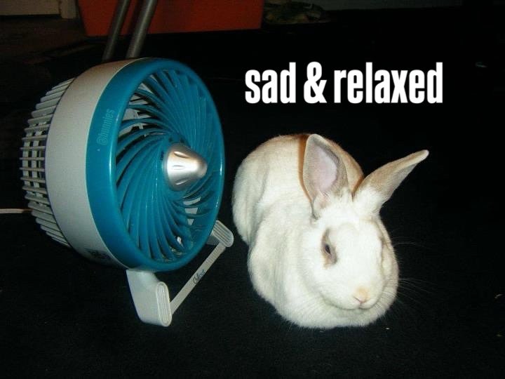 Bunnies (@bunnies) on Twitter photo 