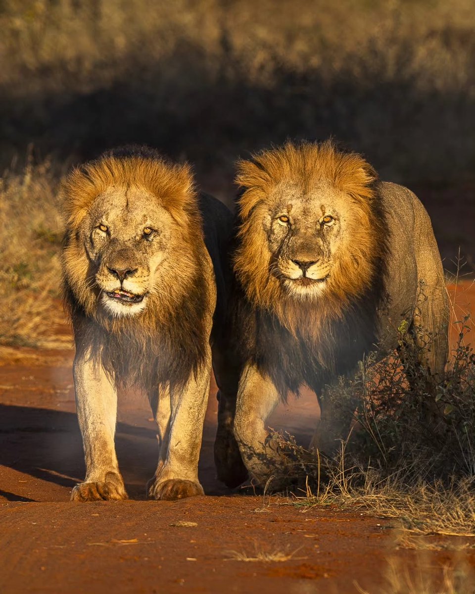 Two very intimidating males, Mathata and Addo. Credit to Ian Ford.