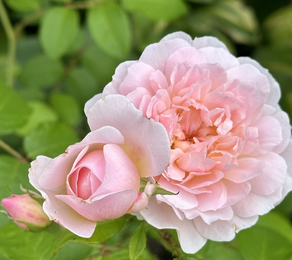 Soft pink #roses for #PinkFriday
Felicia hybrid musk, slow to re-flower this year.
Sweet Pretty shrub rose, has re-flowered quickly!
Wildeve, English rose, can fade in the sun, but this bloom is perfect! Three stages of Elizabeth, English #rose 
Have a good day! #GardeningX