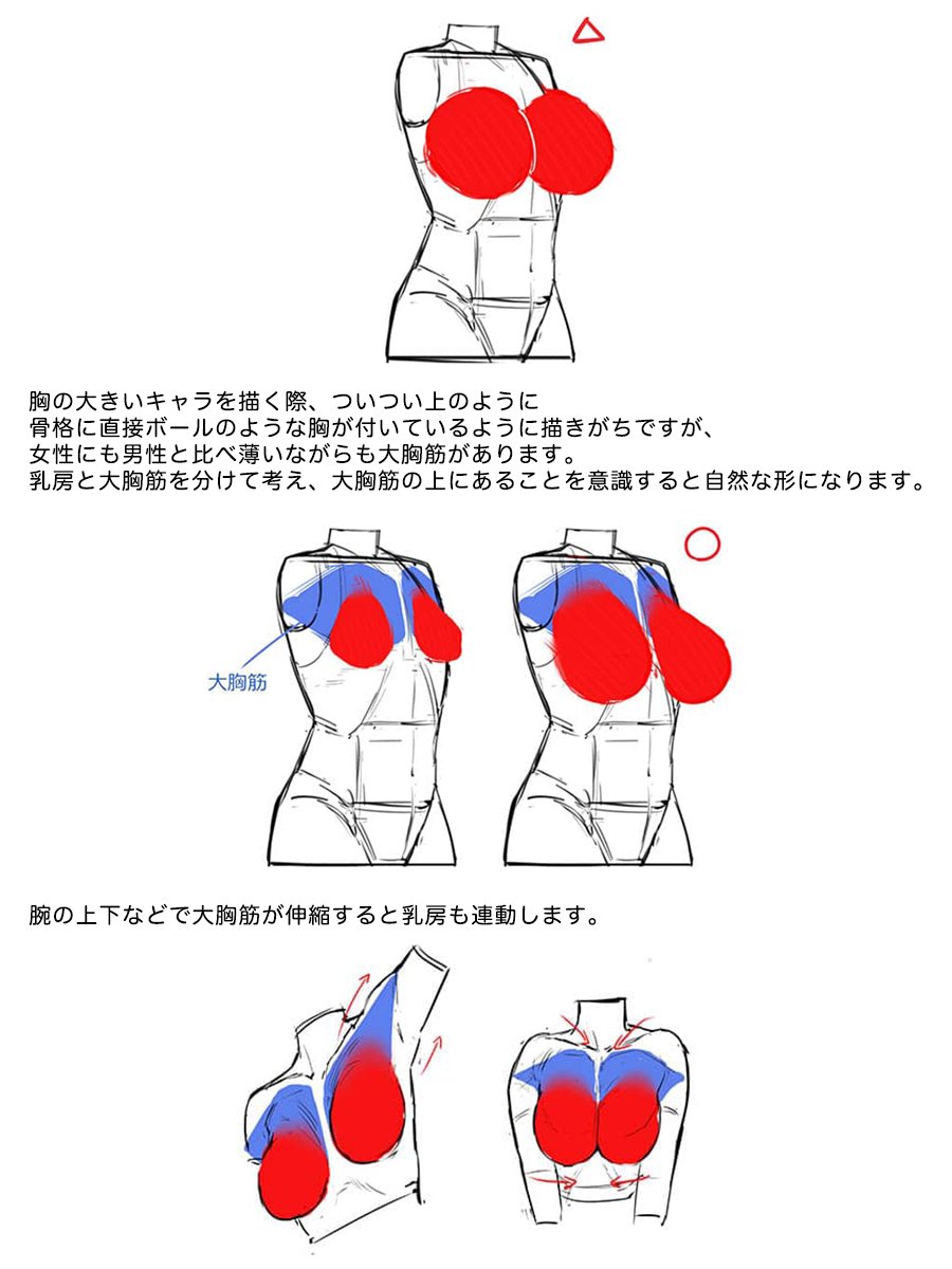 胸の大きなキャラを描く時に意識するべきポイント✨