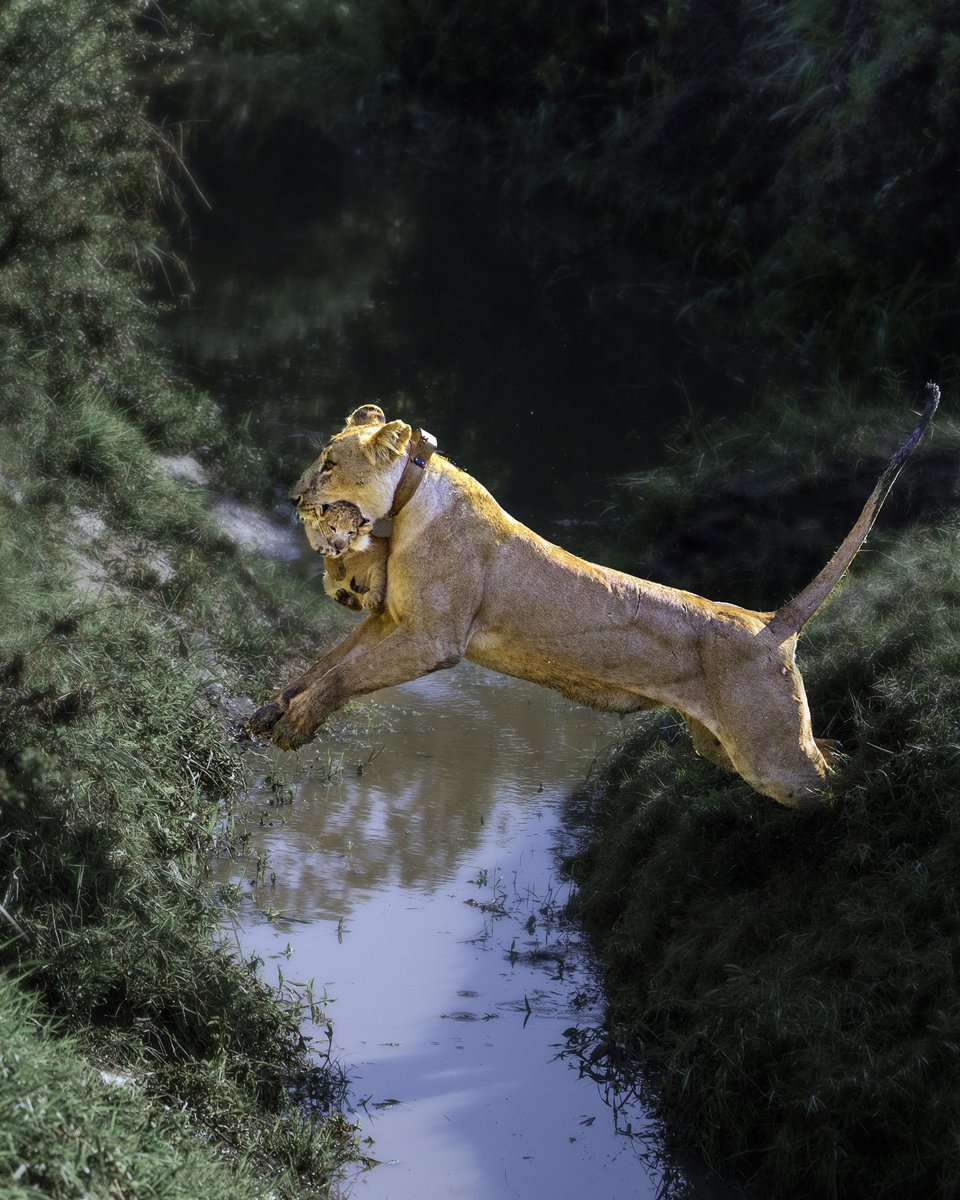 Mother transporting her very young cub can be a dangerous job. Credit to Madhur Nangia for these lovely photos.