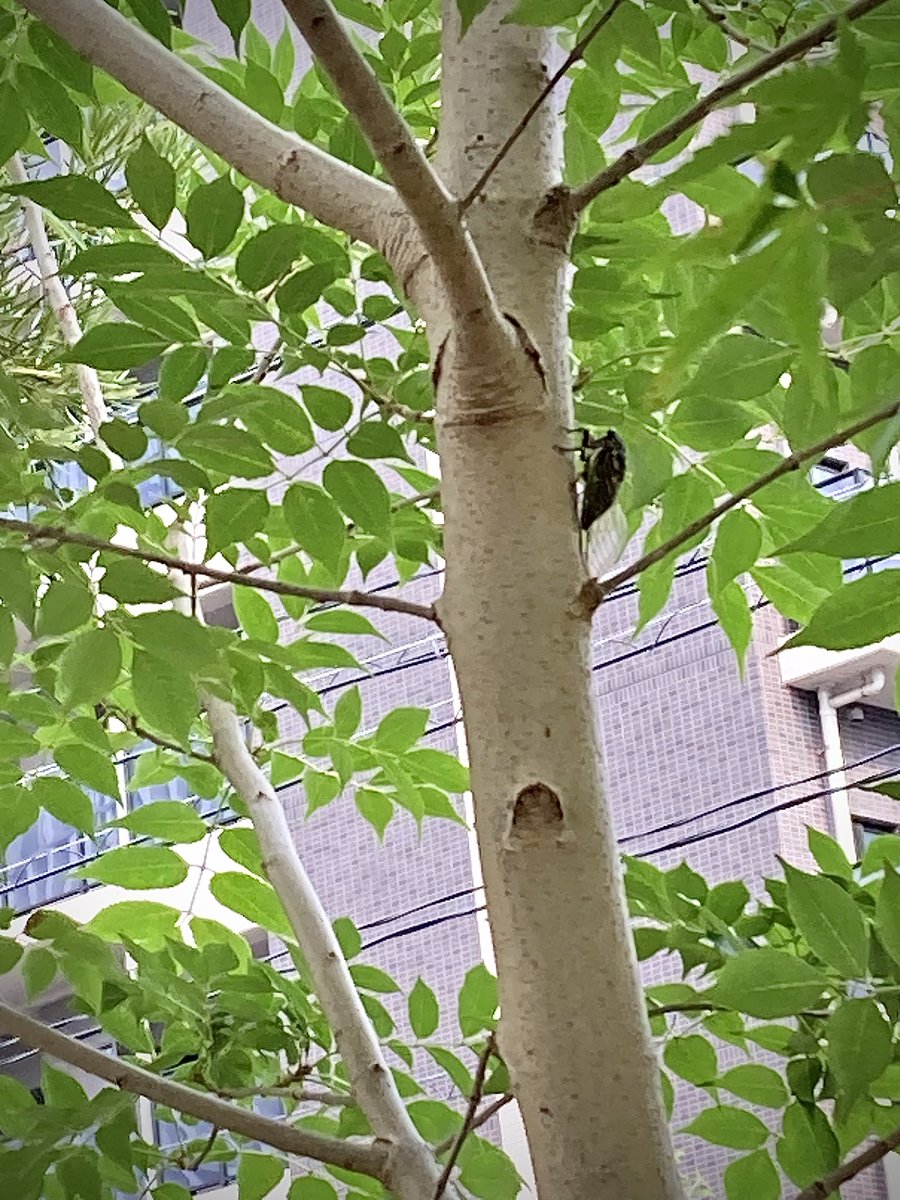 クマゼミ。