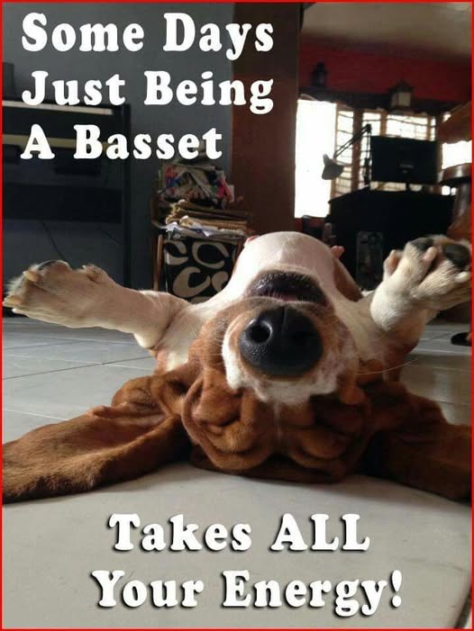 CarlosMerritte's tweet photo. Some Days Just Being A Basset
Takes ALL Your Energy!
#dogwalkersofinstagram #afghanhound #doggram #dog #dogclothes #BassetHoundLoverUSA https://t.co/5cLjOSSl1N