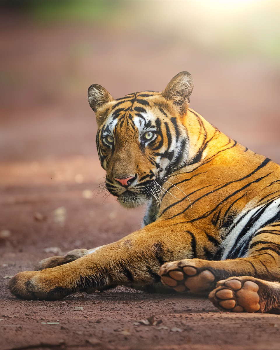 Stunning Bengal turns to the camera knowing their beauty. Credit again to Madhur Nangia