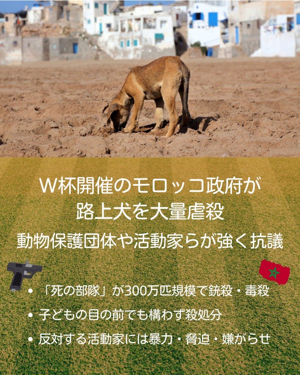 ⚽2030FIFAワールドカップ
協同開催国モロッコで
路上犬300万匹の大虐殺が行われてる

「死の部隊」が町を巡回し
犬を銃殺・撲殺・毒殺

反対する活動家へ暴力や脅迫
子供や観光客の目の前でも
殺戮は行われてる

サッカー選手や関係者に
声あげる人いないの？
#モロッコ犬大虐殺