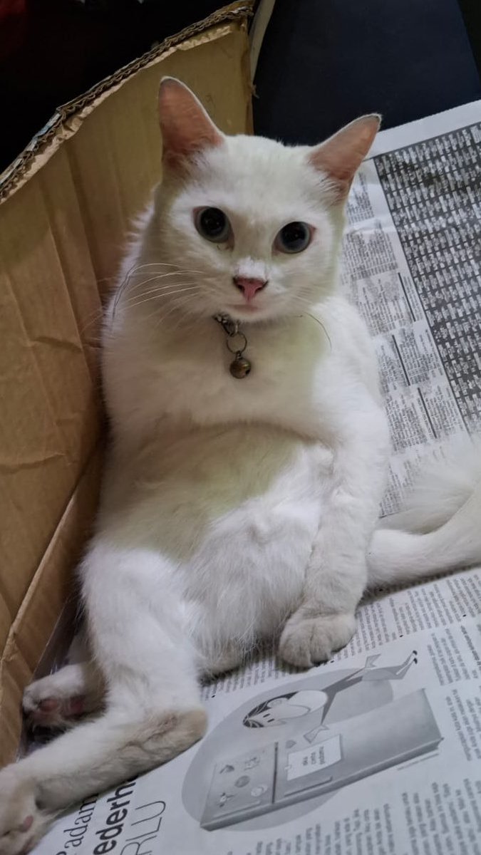 rijqaa's tweet photo. Selamat Hari Kucing Sedunia cinta-cintakuuu. 
Biarpun dekil dan lebih mirip kambing tapi aku tetap sayang ❣️🐈🐈‍⬛
#Harcingdun https://t.co/mBIlNnriP1