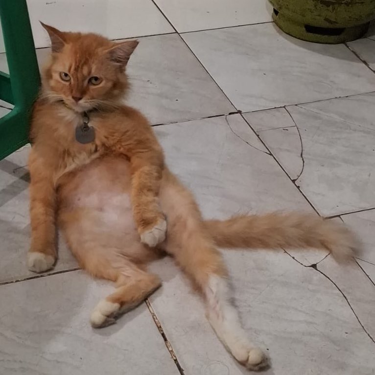 rijqaa's tweet photo. Selamat Hari Kucing Sedunia cinta-cintakuuu. 
Biarpun dekil dan lebih mirip kambing tapi aku tetap sayang ❣️🐈🐈‍⬛
#Harcingdun https://t.co/mBIlNnriP1